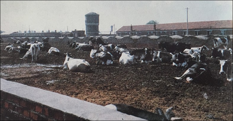 70年初心传承，辉山乳业用品质相伴城市发展