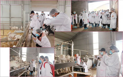 国际采访团赴红星美羚乳业调研采访，探寻高品质羊奶背后的奥秘